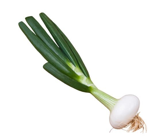 canva scallion MAC8wmOr2JA