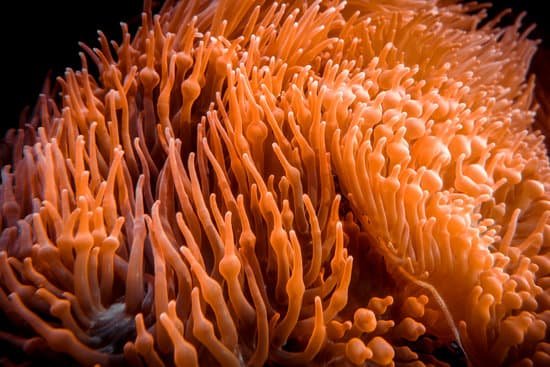 canva sea anemone in the ocean MAEI oEF4jY