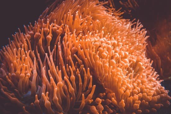 canva sea anemone underwater MAEGoKGnKrI