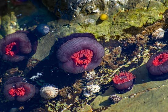 canva sea anemones in a rock pool MAEEMfke9KU