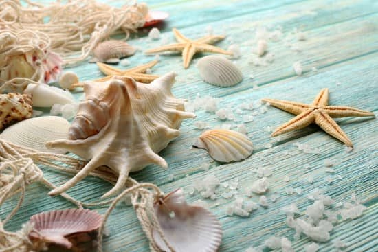 canva sea stars and shells on wooden background MAD MAQpRbc