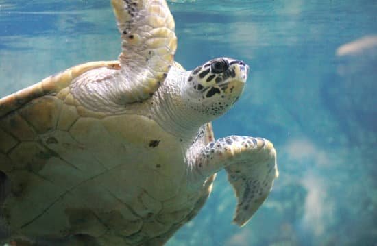 canva sea turtle MADB91JFV I