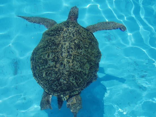canva sea turtle MADBW1 9IHw
