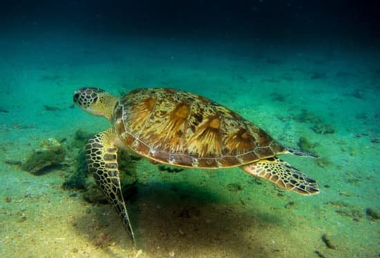 canva sea turtle