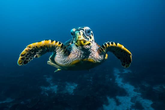 canva sea turtle MADauLLuHXc