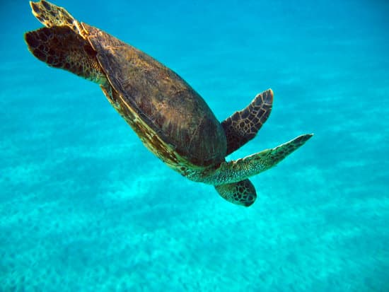 canva sea turtle MAED9Z7GF0w