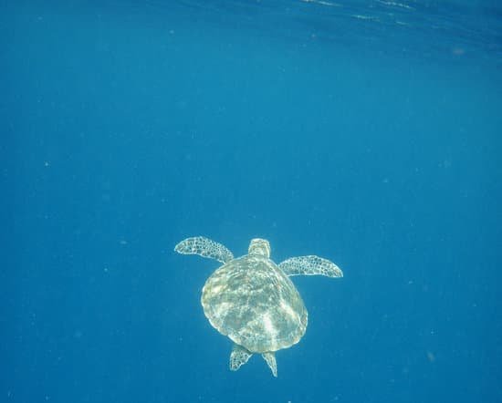 canva sea turtle bonaire MADE6RSaG6k