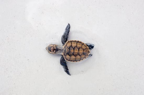 canva sea turtle hatchling MADauLShIIM