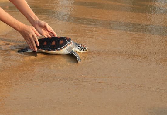 canva sea turtle release MADaAIgRUug