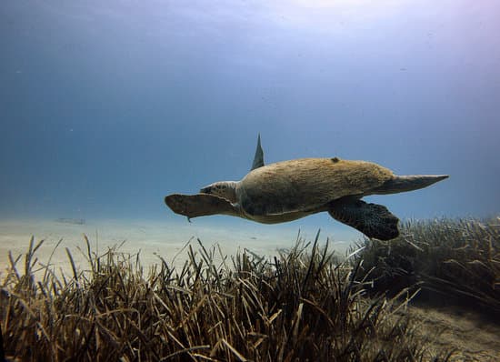canva sea turtle under the sea MAEoQN3Yh4E