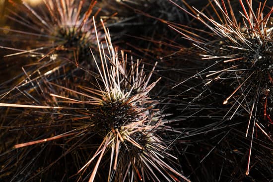 canva sea urchins on land. MAEO1nA7IHQ