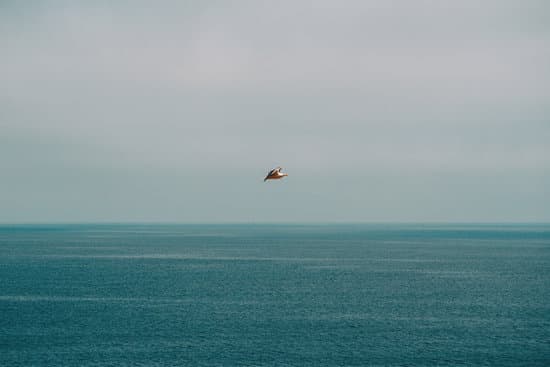 canva seagull flying above the sea MAEPKfhij94