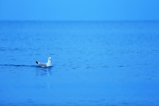 canva seagull on sea water MAD MlAZSag
