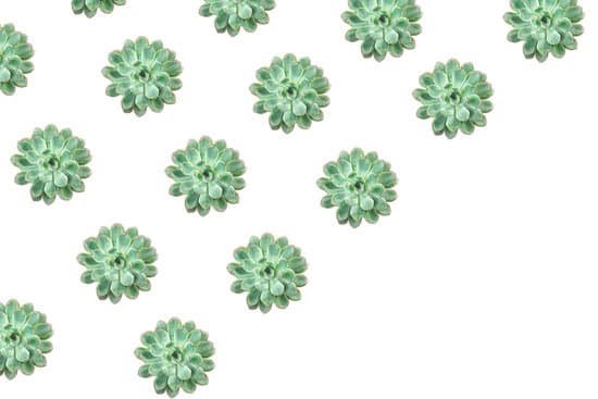 canva seamless pattern of green succulents isolated on white MAD pBPrJXE