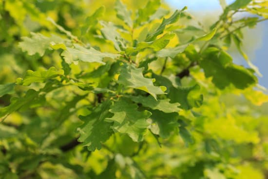 canva selective focus of a branch of oak leaves outdoors MAEQYMzWh2U