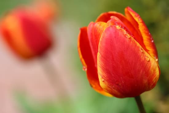 canva selective focus of a tulip MAESGbogX6s