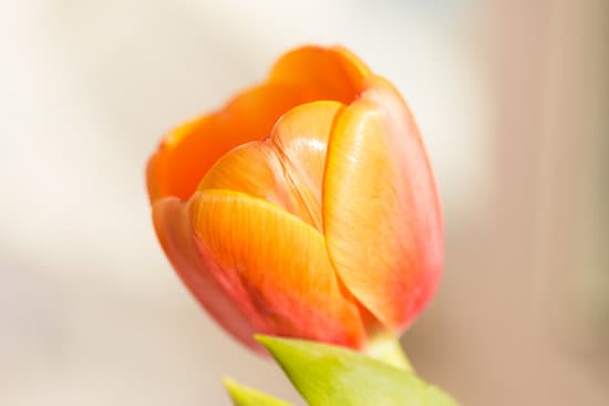 canva selective focus of a tulip flower MAEQYWH703o