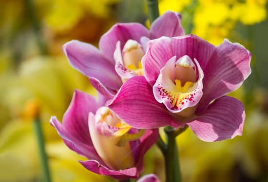 canva selective focus of orchid flowers MAEP12SHbZc