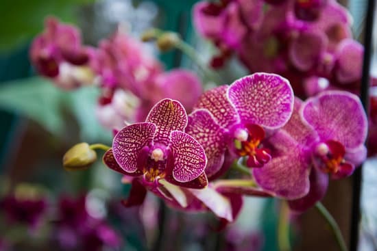 canva selective focus of phalaenopsis orchid MAEOU5GfTPc