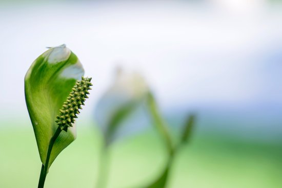 canva selective focus peace lilly MADFH7VMReI