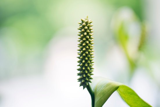 canva selective focus peace lilly MADFH9sMOvc