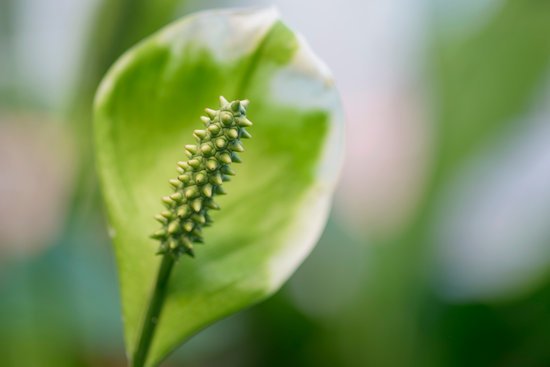 canva selective focus peace lilly MADFHw1Edrs