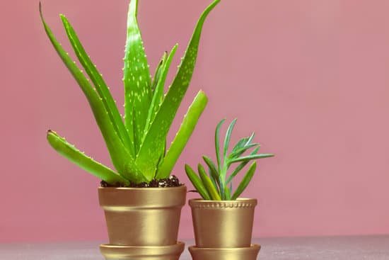 canva senecio and aloe succulent in metallic pots MAD69Xs7eEM