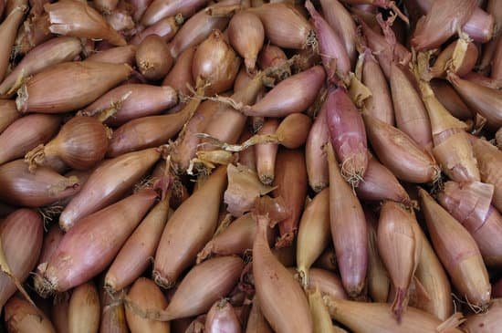 canva shallot MADBjFW18 U