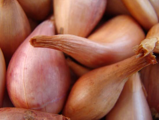canva shallots MADBRRgw6J0