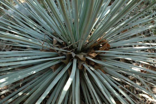 canva sharp yucca plant MAC6fDXMRKM