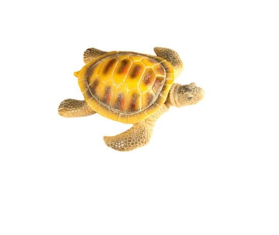 canva shell turtle MADCYHFQ27I