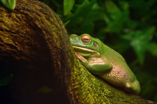 canva side view of green tropical frog on tree