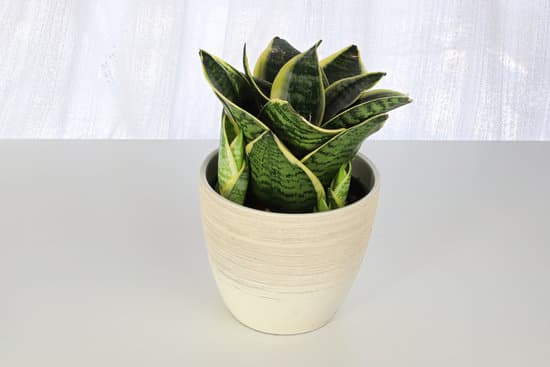 canva side view of snake plants on a white background MAEqBY0MMY8