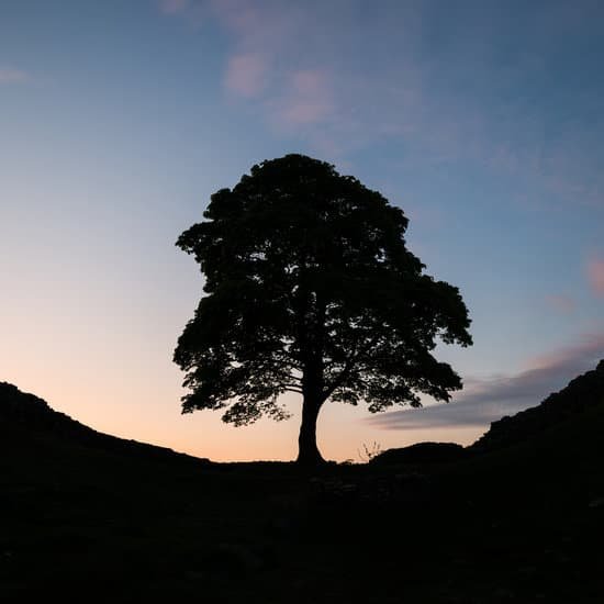 canva silhouette of sycamore gap