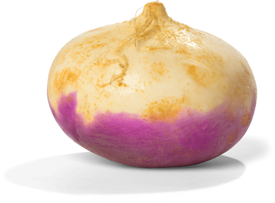 canva single fresh turnip MADFCr dL 8