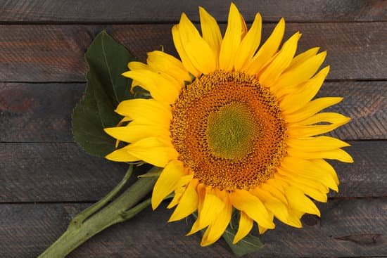 canva single sunflower up close MAD Mtfsqr0