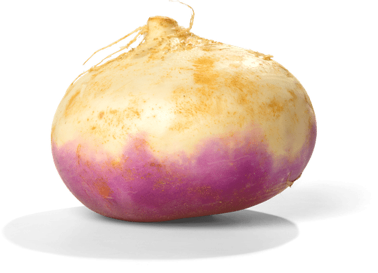canva single turnip isolated MADFCyqpi s