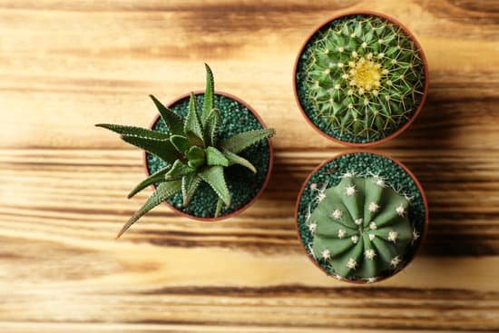 canva small cacti and succulent in pots on wooden background MAD Q3WMCVU