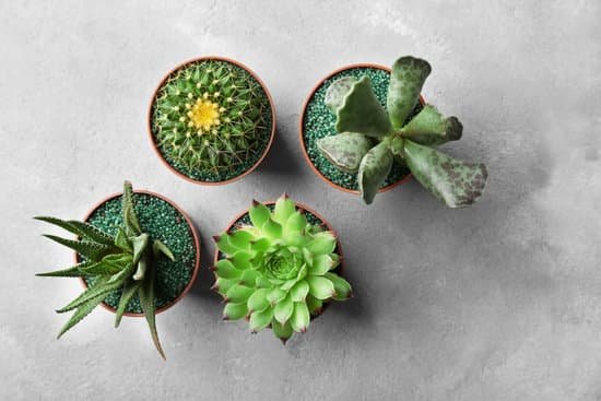 canva small cactus and succulents in pots on grey background MAD Q 6fmB0