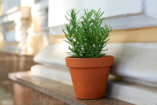 canva small pot with a rosemary plant MAD9bnXGj0E