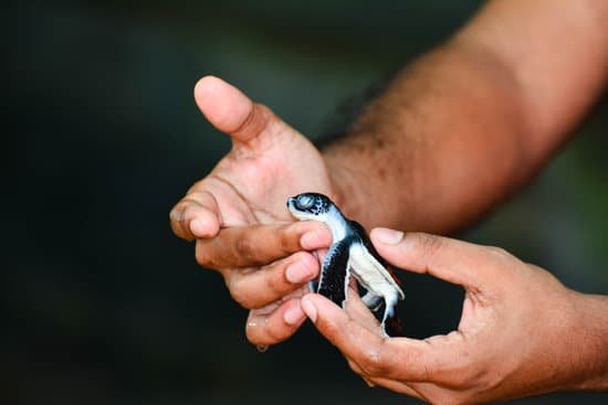 canva small sea turtle on hand in kosgoda sri lanka MADarf5dP Y