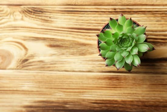 canva small succulent in pot on wooden background MAD Q0Fj jE