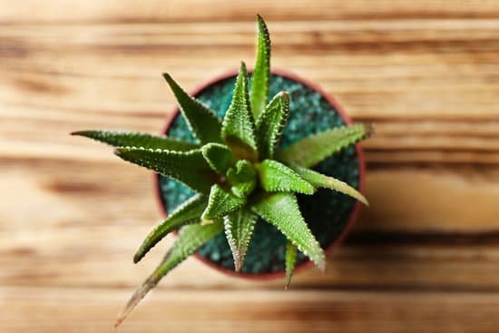 canva small succulent in pot on wooden background top view MAD Qy7P8SM