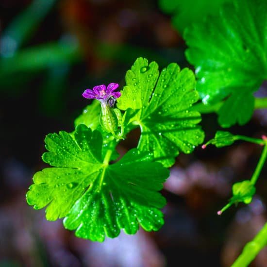 canva small violet flower with leaves full of droplets MAEHmNQJ1F0