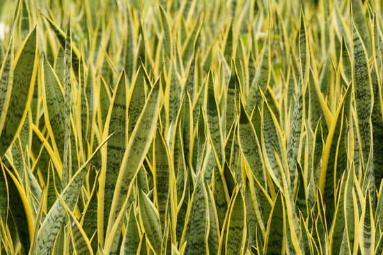 canva snake plant MAC6emRFt24