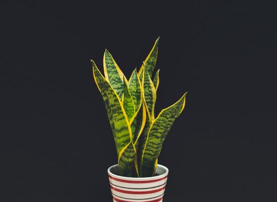 canva snake plant MADSSP6JSuc