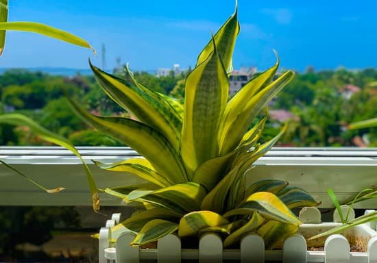 canva snake plant MAEITuIN8NA