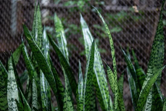 canva snake plant background MADCeHs cas