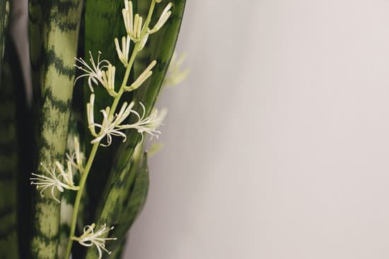 canva snake plant blooming stem close up on background of white room. MAEiAluRr7M