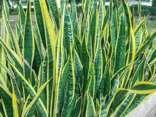 canva snake plant sansevieria in the garden at thailand MADm6zqHXYs